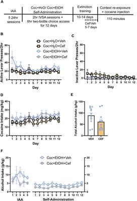 Alcohol consumption modulates prelimbic cortex response to cocaine following sequential cocaine and alcohol polysubstance use in the rat